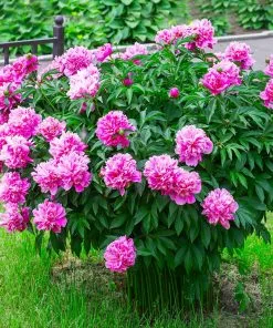 Brighter Blooms Perennials Mr. Ed Peony 5 Brighter Blooms Perennials Mr. Ed Peony