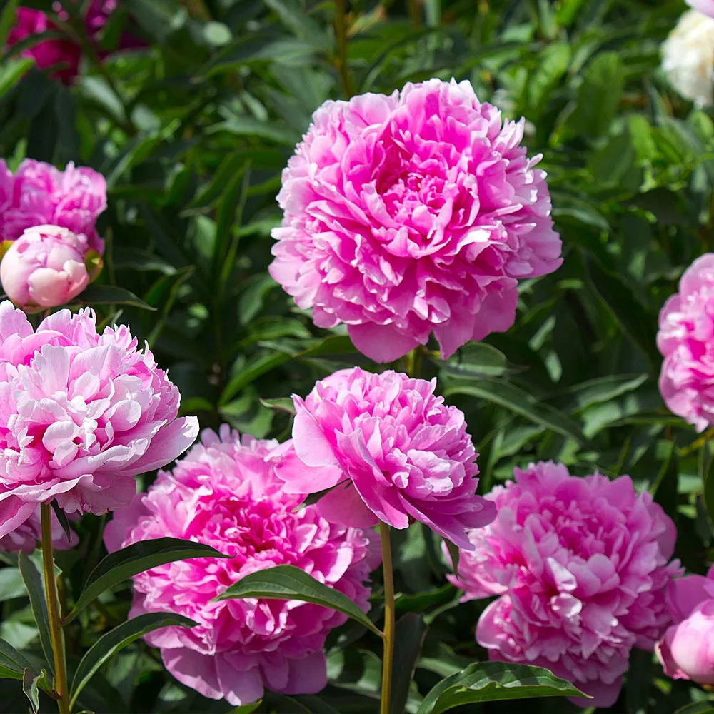 Brighter Blooms Perennials Mr. Ed Peony 2 Brighter Blooms Perennials Mr. Ed Peony