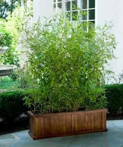 Brighter Blooms Evergreen & Privacy Bamboo Hedge Multiplex