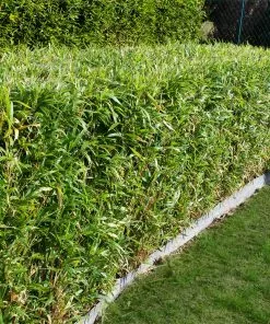 Brighter Blooms Evergreen & Privacy Bamboo Hedge Multiplex 7 Brighter Blooms Evergreen & Privacy Bamboo Hedge Multiplex