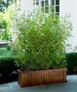 Brighter Blooms Evergreen & Privacy Bamboo Hedge Multiplex