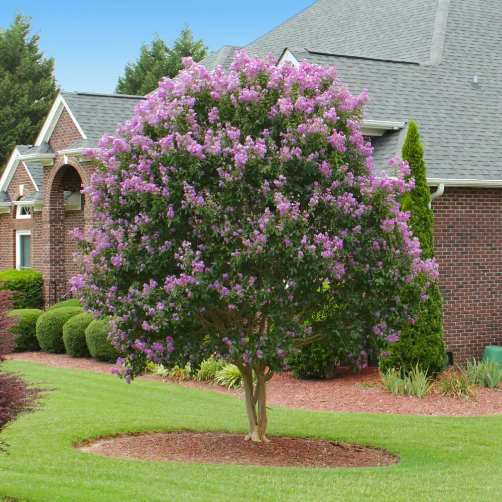 Brighter Blooms Muskogee Crape Myrtle Tree 2 Brighter Blooms Muskogee Crape Myrtle Tree