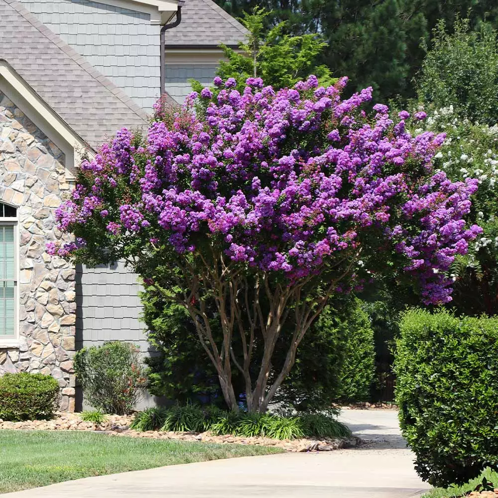 Brighter Blooms Muskogee Crape Myrtle Tree 4 Brighter Blooms Muskogee Crape Myrtle Tree