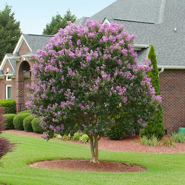 Brighter Blooms Muskogee Crape Myrtle Tree 1 Brighter Blooms Muskogee Crape Myrtle Tree