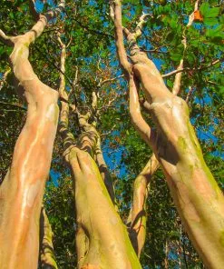 Brighter Blooms Muskogee Crape Myrtle Tree 10 Brighter Blooms Muskogee Crape Myrtle Tree