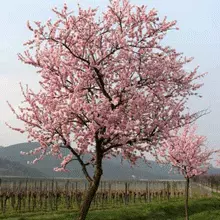 Brighter Blooms NE Plus Almond Tree