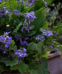 Brighter Blooms New Love Clematis Shrub 7 Brighter Blooms New Love Clematis Shrub