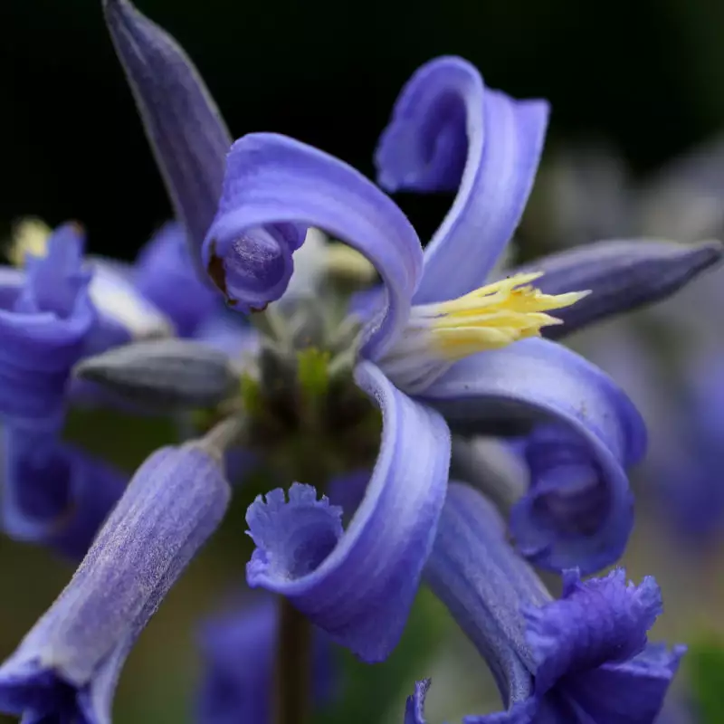 Brighter Blooms New Love Clematis Shrub 1 Brighter Blooms New Love Clematis Shrub