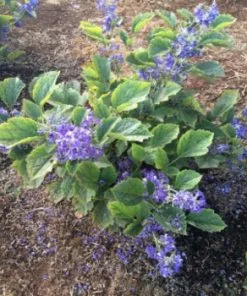 Brighter Blooms New Love Clematis Shrub