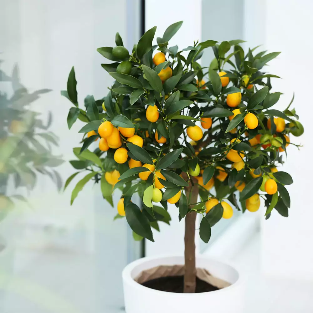 Brighter Blooms Nagami Kumquat Tree Fruit Trees 4 Brighter Blooms Nagami Kumquat Tree Fruit Trees