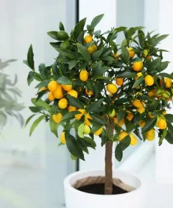 Brighter Blooms New Trees Nagami Kumquat Tree