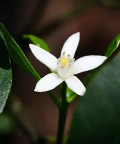 Brighter Blooms Nagami Kumquat Tree Fruit Trees 11 Brighter Blooms Nagami Kumquat Tree Fruit Trees