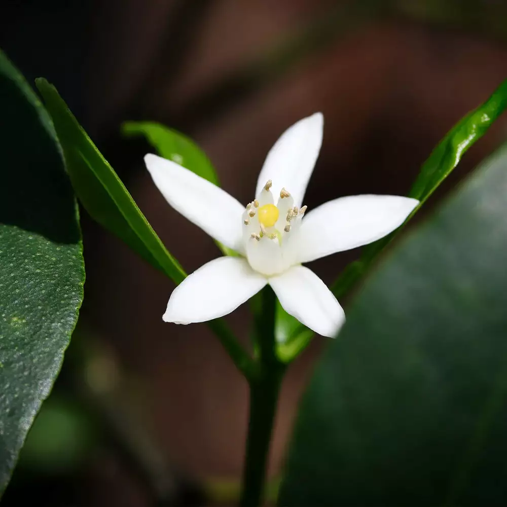 Brighter Blooms Nagami Kumquat Tree Fruit Trees 6 Brighter Blooms Nagami Kumquat Tree Fruit Trees
