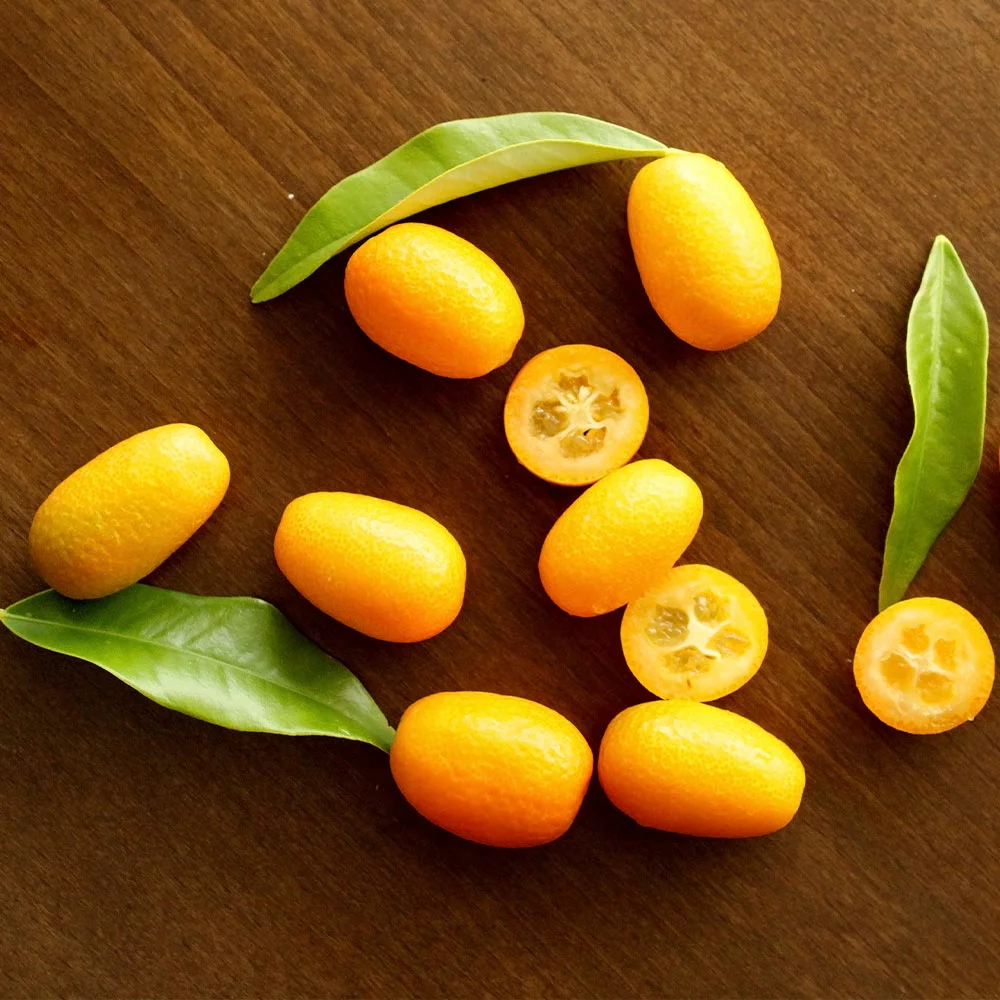 Brighter Blooms Nagami Kumquat Tree Fruit Trees 5 Brighter Blooms Nagami Kumquat Tree Fruit Trees