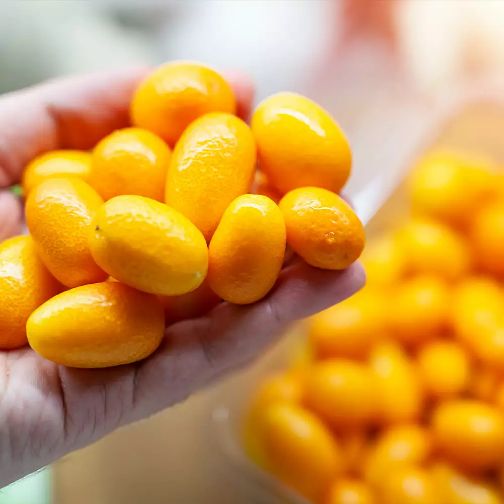 Brighter Blooms Nagami Kumquat Tree Fruit Trees 3 Brighter Blooms Nagami Kumquat Tree Fruit Trees