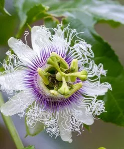 Brighter Blooms Nancy Garrison Passion Fruit Vine