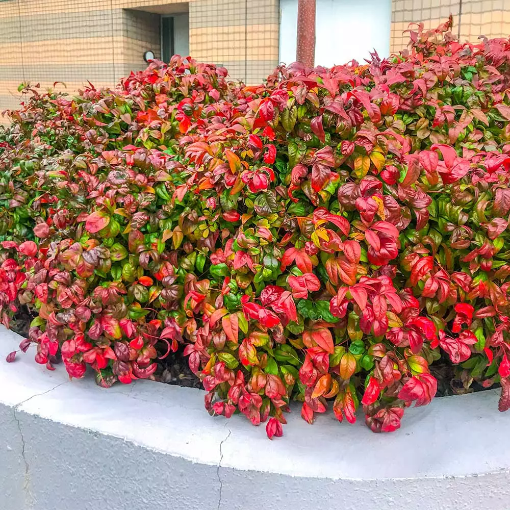 Brighter Blooms Fire Power Nandina Shrub Shrubs & Hedges 2 Brighter Blooms Fire Power Nandina Shrub Shrubs & Hedges
