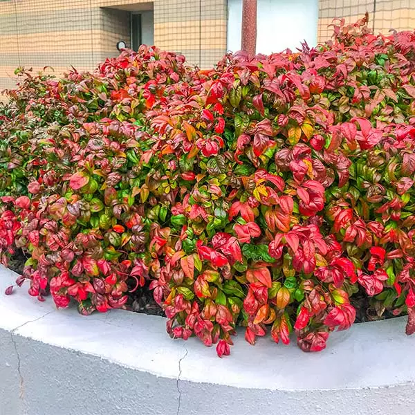 Brighter Blooms Fire Power Nandina Shrub Shrubs & Hedges 1 Brighter Blooms Fire Power Nandina Shrub Shrubs & Hedges