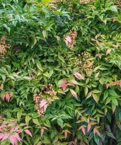 Brighter Blooms Heavenly Bamboo Nandina Shrub Shrubs & Hedges 8 Brighter Blooms Heavenly Bamboo Nandina Shrub Shrubs & Hedges