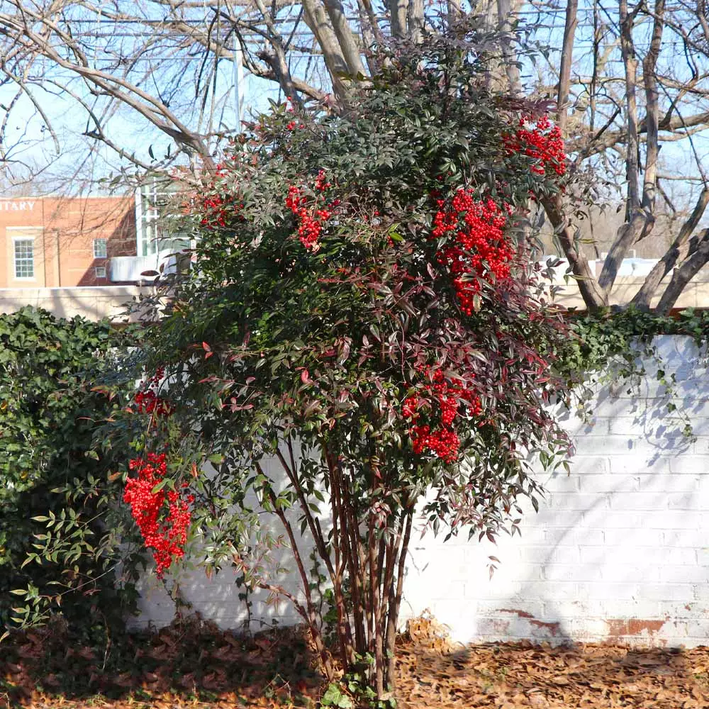 Brighter Blooms Heavenly Bamboo Nandina Shrub Shrubs & Hedges 2 Brighter Blooms Heavenly Bamboo Nandina Shrub Shrubs & Hedges