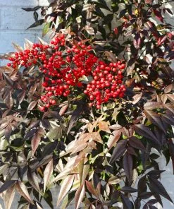 Brighter Blooms Heavenly Bamboo Nandina Shrub Shrubs & Hedges 9 Brighter Blooms Heavenly Bamboo Nandina Shrub Shrubs & Hedges