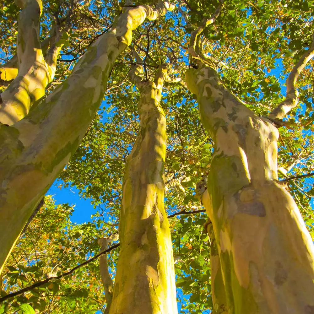 Brighter Blooms Natchez Crape Myrtle Tree 6 Brighter Blooms Natchez Crape Myrtle Tree