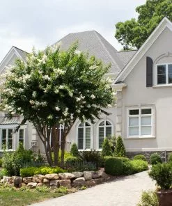 Brighter Blooms Natchez Crape Myrtle Tree 10 Brighter Blooms Natchez Crape Myrtle Tree