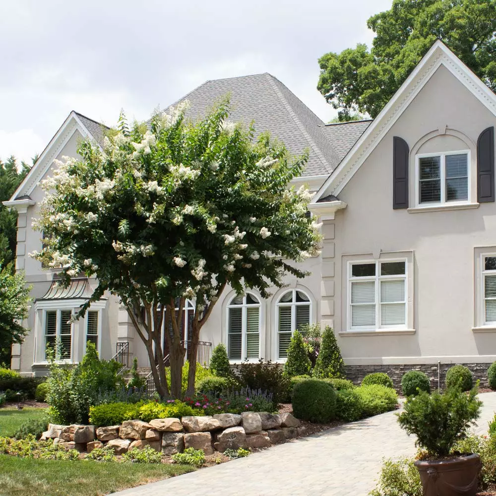 Brighter Blooms Natchez Crape Myrtle Tree 5 Brighter Blooms Natchez Crape Myrtle Tree