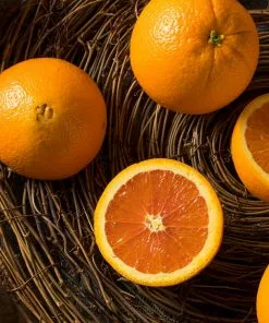 Brighter Blooms Navel Orange Tree 7 Brighter Blooms Navel Orange Tree