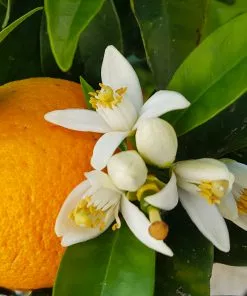 Brighter Blooms Navel Orange Tree 8 Brighter Blooms Navel Orange Tree
