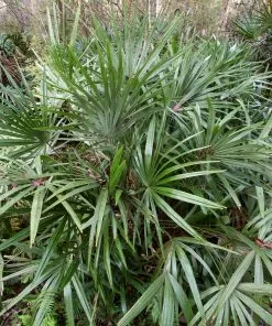 Brighter Blooms Needle Palm Tree Evergreen & Privacy