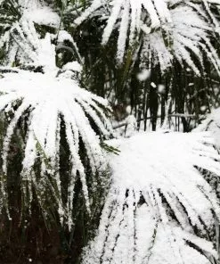 Brighter Blooms Needle Palm Tree Evergreen & Privacy