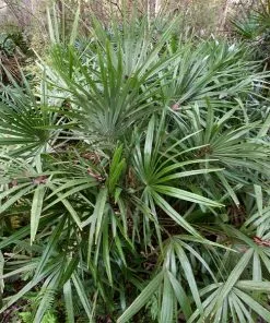 Brighter Blooms Needle Palm Tree Evergreen & Privacy