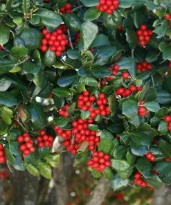Brighter Blooms Evergreen & Privacy Nellie Stevens Holly Tree 9 Brighter Blooms Evergreen & Privacy Nellie Stevens Holly Tree