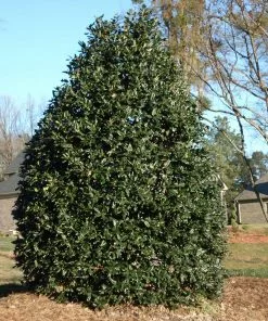 Brighter Blooms Evergreen & Privacy Nellie Stevens Holly Tree 8 Brighter Blooms Evergreen & Privacy Nellie Stevens Holly Tree