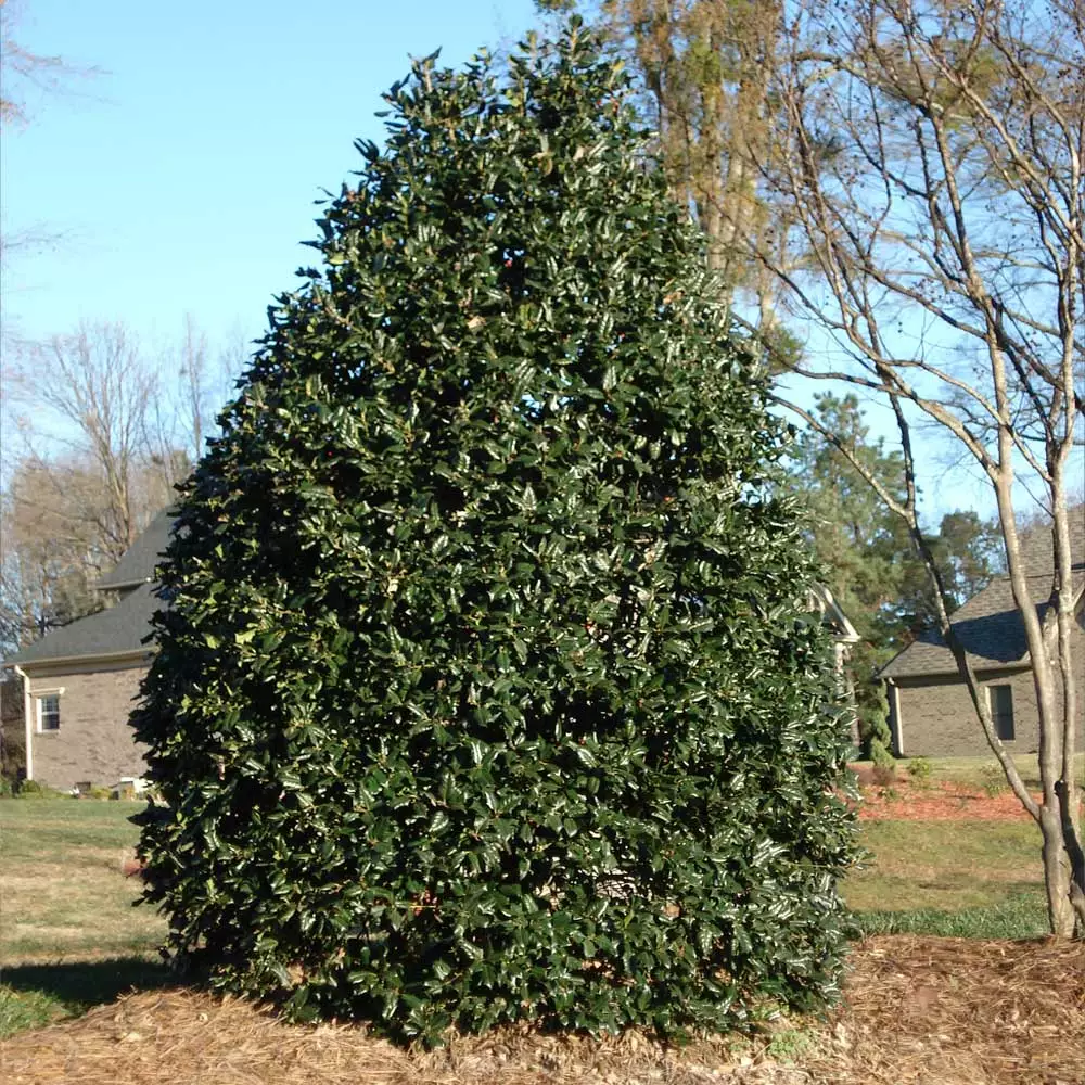 Brighter Blooms Evergreen & Privacy Nellie Stevens Holly Tree 3 Brighter Blooms Evergreen & Privacy Nellie Stevens Holly Tree