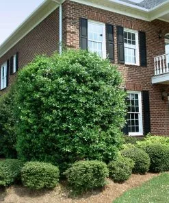 NO WARRANTY Nellie Stevens Holly Tree Evergreen & Privacy 10 NO WARRANTY Nellie Stevens Holly Tree Evergreen & Privacy