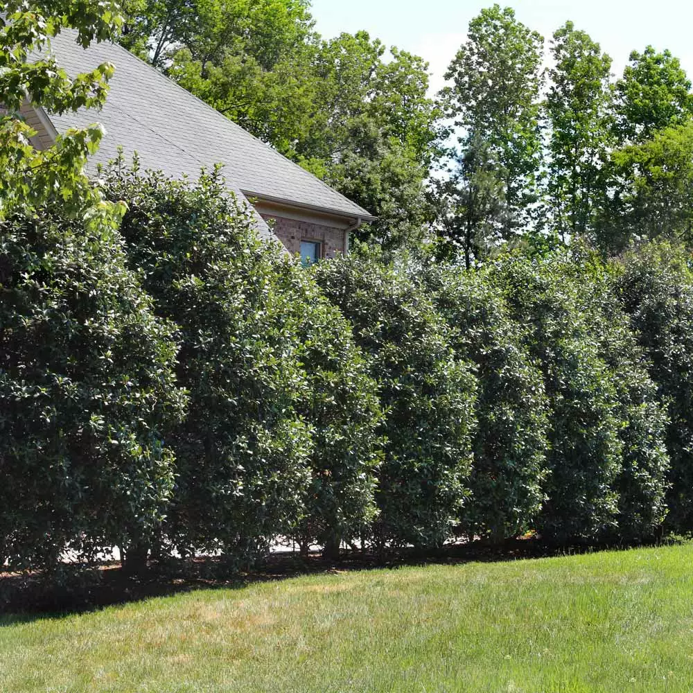 NO WARRANTY Nellie Stevens Holly Tree Evergreen & Privacy 2 NO WARRANTY Nellie Stevens Holly Tree Evergreen & Privacy