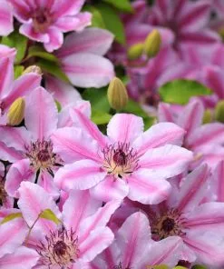 Brighter Blooms Nelly Moser Clematis Vine