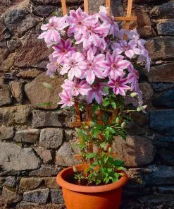 Brighter Blooms Nelly Moser Clematis Vine 7 Brighter Blooms Nelly Moser Clematis Vine