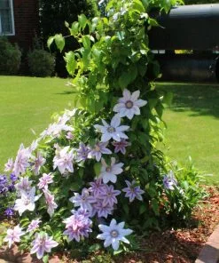 Brighter Blooms Nelly Moser Clematis Vine 8 Brighter Blooms Nelly Moser Clematis Vine