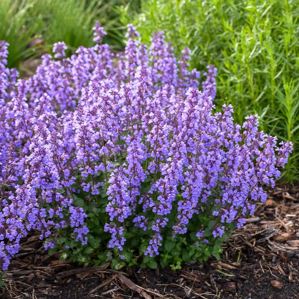 Brighter Blooms Nepeta 'Cat's Pajamas' Catmint 3 Brighter Blooms Nepeta 'Cat's Pajamas' Catmint