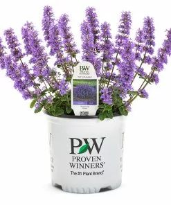 Brighter Blooms Nepeta 'Cat's Pajamas' Catmint 7 Brighter Blooms Nepeta 'Cat's Pajamas' Catmint