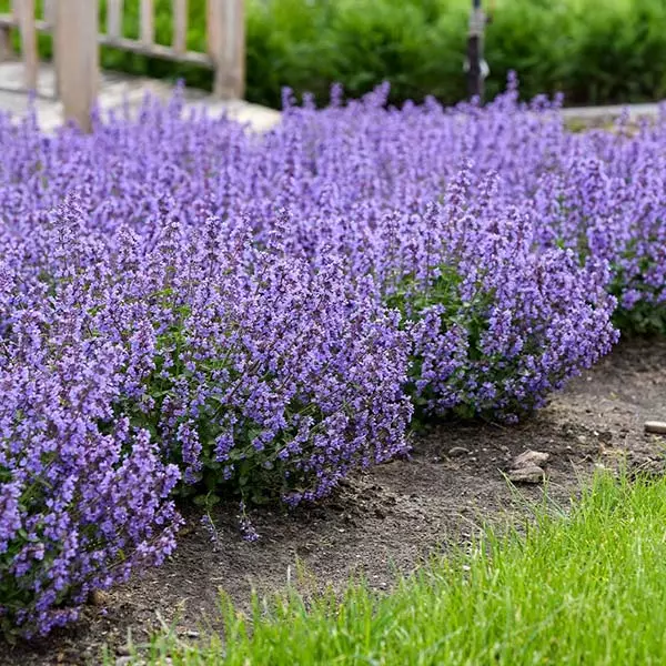 Brighter Blooms Nepeta 'Cat's Pajamas' Catmint 1 Brighter Blooms Nepeta 'Cat's Pajamas' Catmint