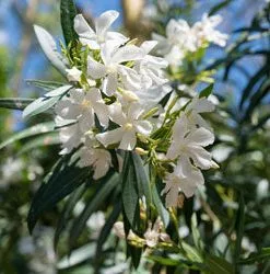 Brighter Blooms Evergreen & Privacy White Nerium Oleander Tree