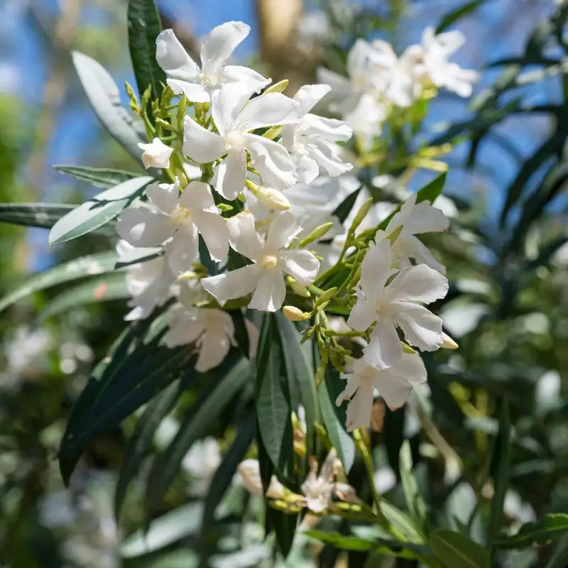 Brighter Blooms Evergreen & Privacy White Nerium Oleander Tree 2 Brighter Blooms Evergreen & Privacy White Nerium Oleander Tree
