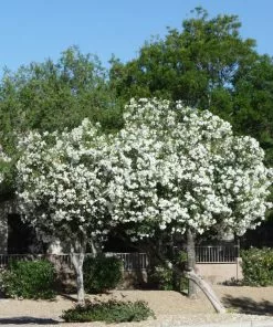 Brighter Blooms Evergreen & Privacy White Nerium Oleander Tree 5 Brighter Blooms Evergreen & Privacy White Nerium Oleander Tree