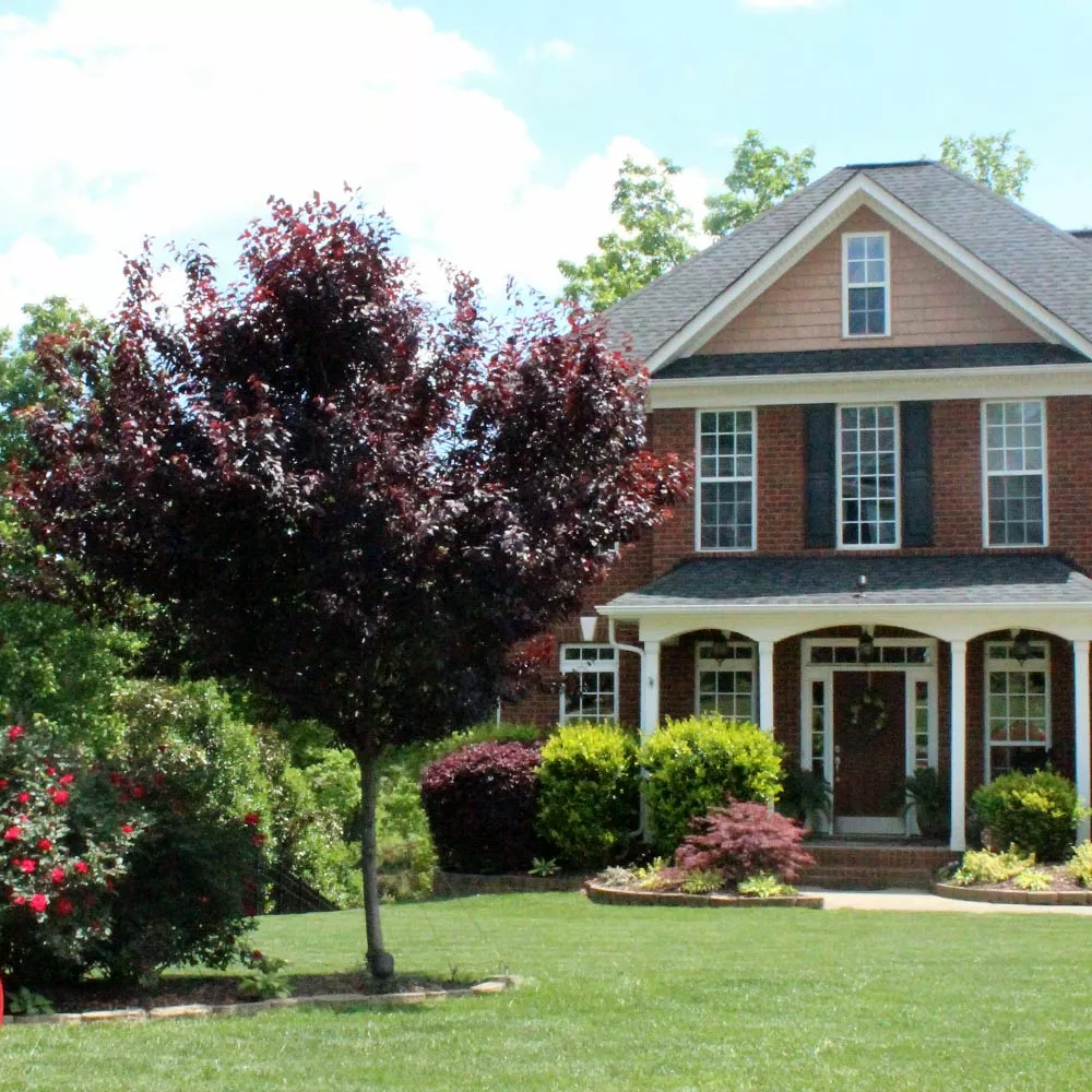 Brighter Blooms Flowering Trees Newport Plum Tree 3 Brighter Blooms Flowering Trees Newport Plum Tree