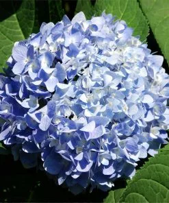 Brighter Blooms Nikko Blue Hydrangea Shrub Shrubs & Hedges 6 Brighter Blooms Nikko Blue Hydrangea Shrub Shrubs & Hedges