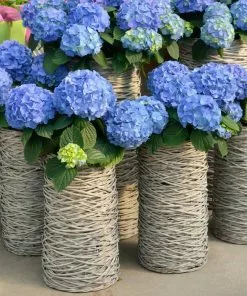 Brighter Blooms Nikko Blue Hydrangea Shrub Shrubs & Hedges 7 Brighter Blooms Nikko Blue Hydrangea Shrub Shrubs & Hedges